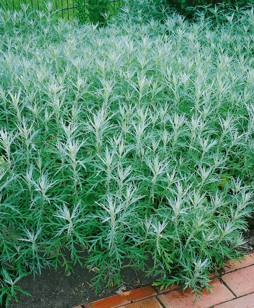 Marrubium vulgare, Andorn, ca. 9x9 cm Topf 