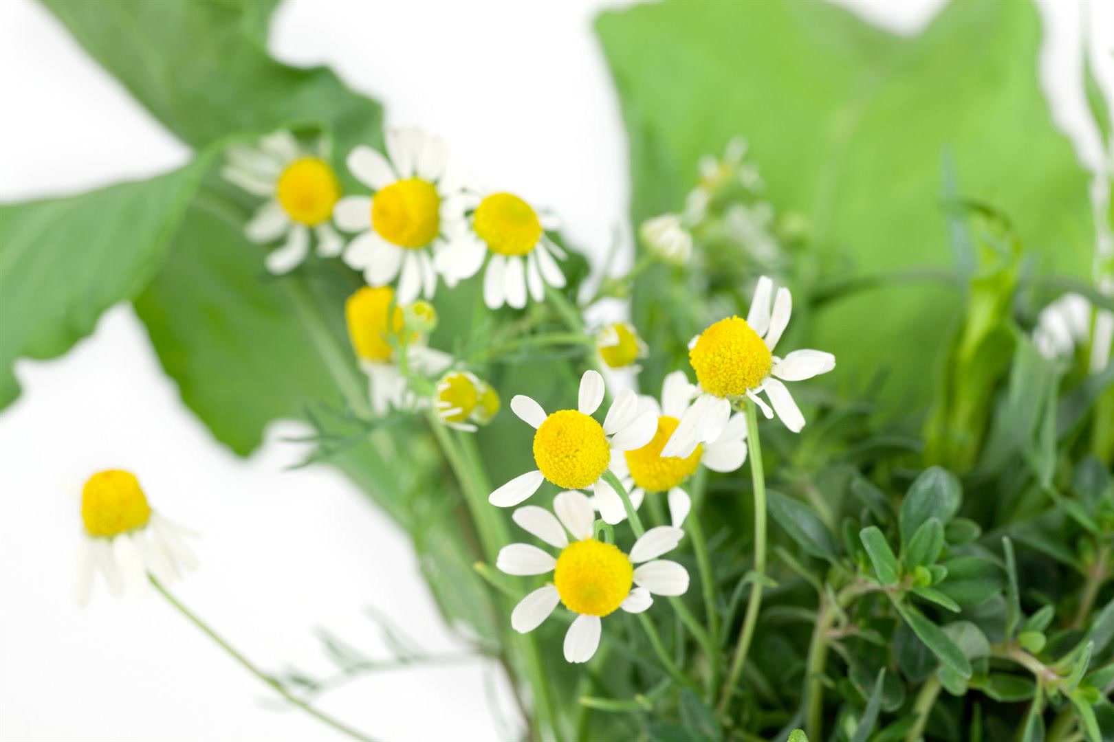 Matricaria recutita, Echte Kamille, ca. 9x9 cm Topf, aromatisch 