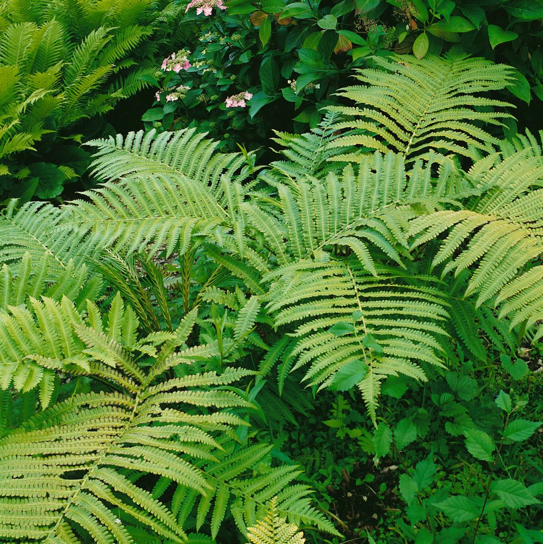 Matteuccia orientalis, Farn, ca. 9x9 cm Topf 