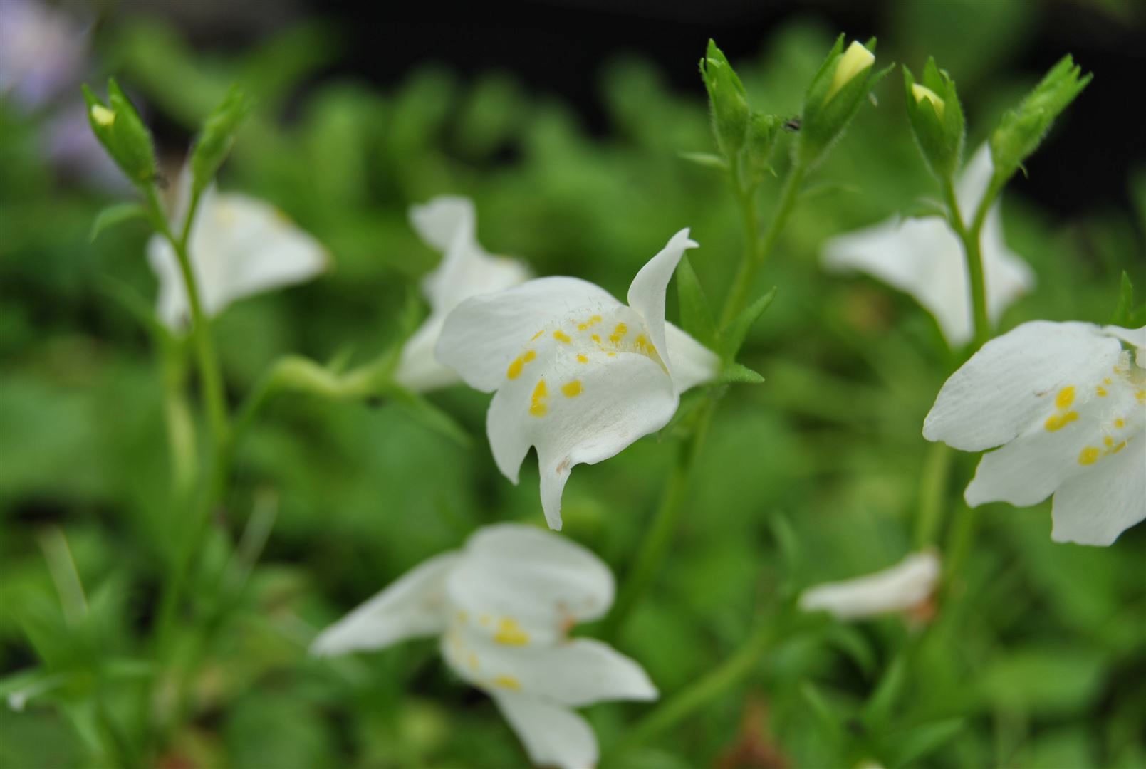 Mazus reptans 'Albus', Bodendecker, wei&szlig;, ca. 9x9 cm Topf 