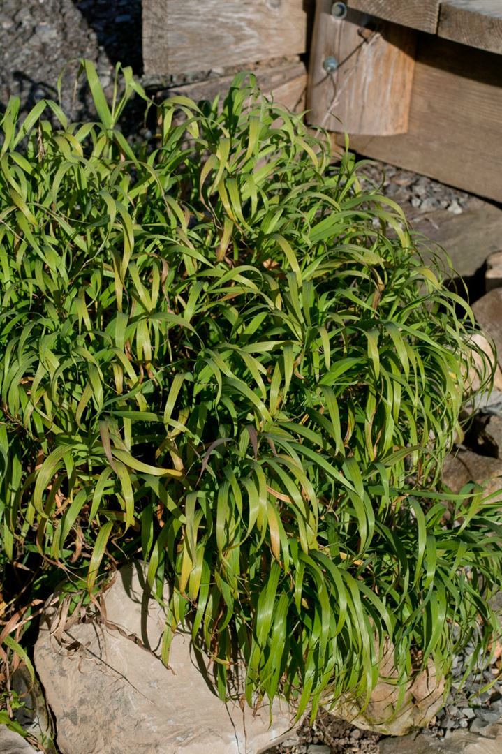 Melica altissima 'Atropurpurea', Ziergras, purpurrot, ca. 9x9 cm Topf 