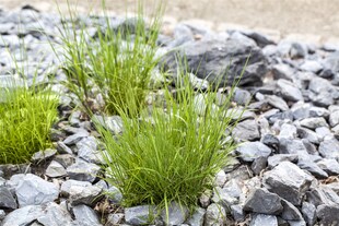Melica ciliata, Perlgras, ca. 9x9 cm Topf, zierlich 
