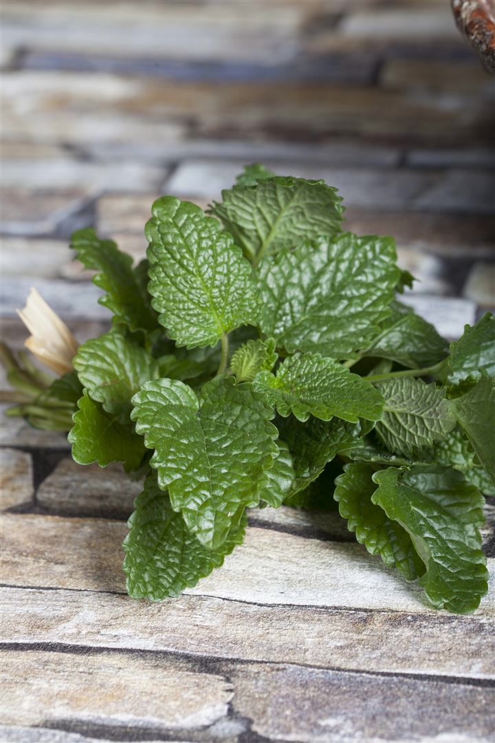 Melissa officinalis, Zitronenmelisse, aromatisch, ca. 9x9 cm Topf 