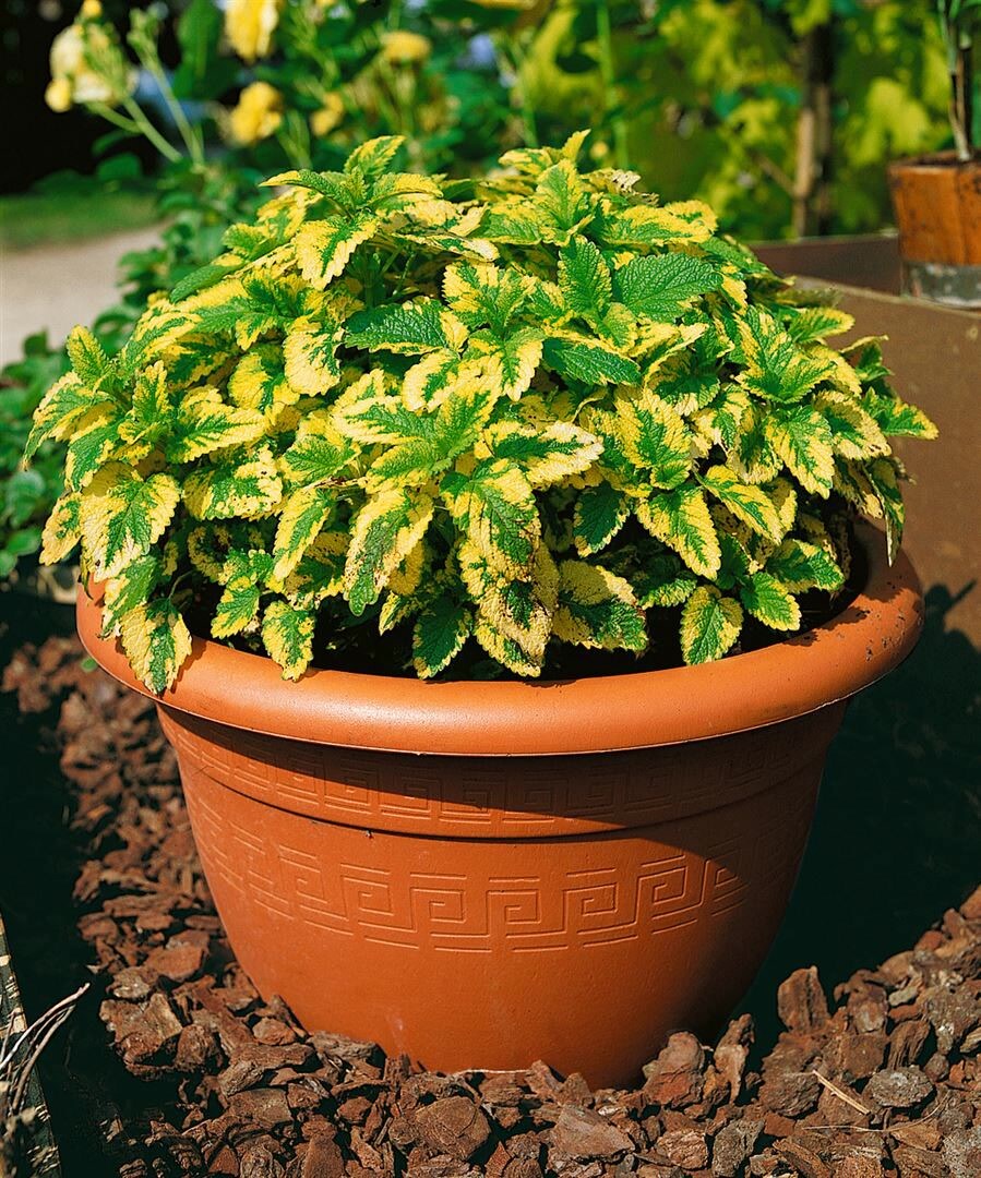 Melissa officinalis 'Aureovariegata', Zitronenmelisse, buntlaubig, ca. 9x9 cm Topf 