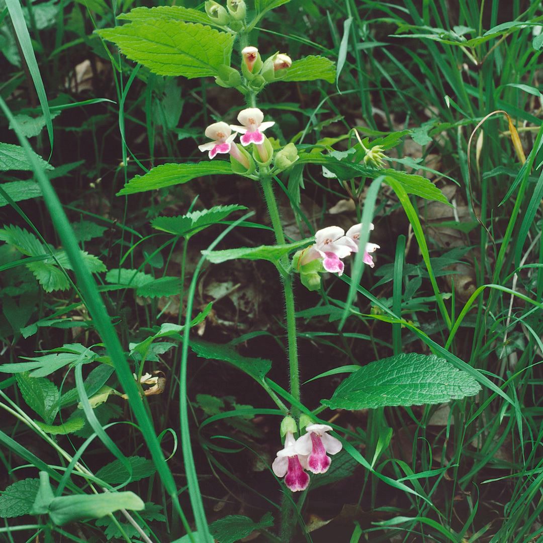 Melittis melissophyllum, Immenblatt, wei&szlig;-rosa, ca. 9x9 cm Topf 