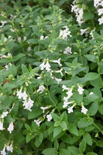 Melittis melissophyllum 'Alba', Weißer Honigklee, ca. 9x9 cm Topf 