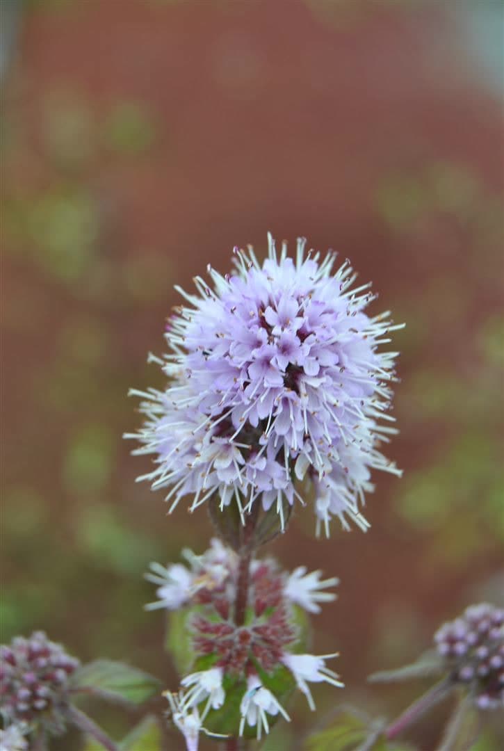 Mentha aquatica, Wasserminze, ca. 9x9 cm Topf, aromatisch 