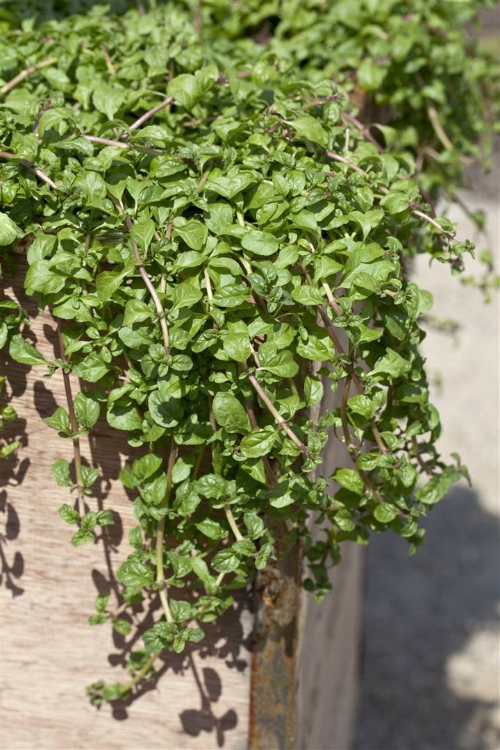 Mentha requienii, Korsische Minze, ca. 9x9 cm Topf, aromatisch 