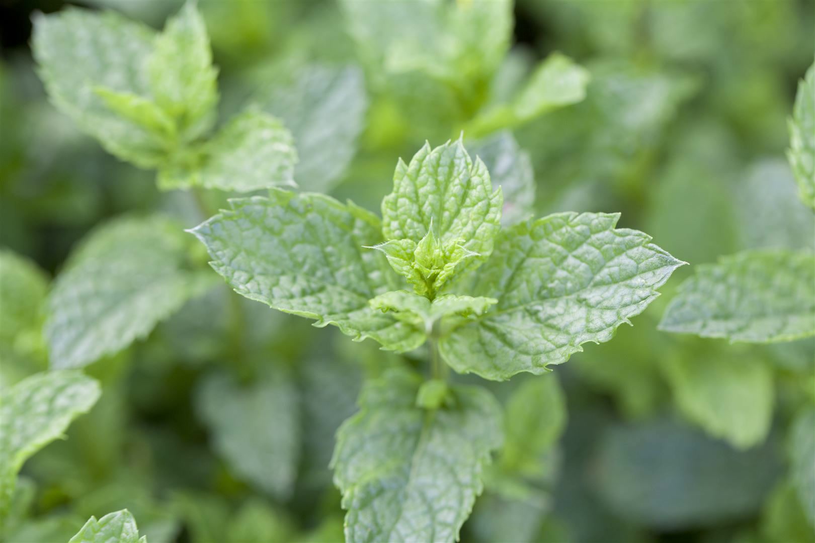 Mentha spicata 'Maroccan', Gr&uuml;ne Minze, aromatisch, ca. 9x9 cm Topf 