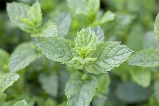 Mentha spicata 'Maroccan', Grüne Minze, aromatisch, ca. 9x9 cm Topf 