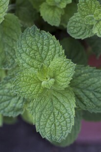 Mentha suaveolens 'Apple Mint', Apfelminze, ca. 9x9 cm Topf 