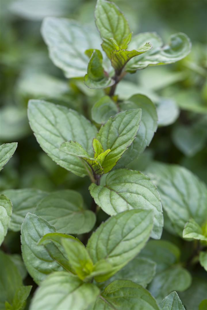 Mentha x piperita 'Chocolate', Schokoladenminze, ca. 9x9 cm Topf 