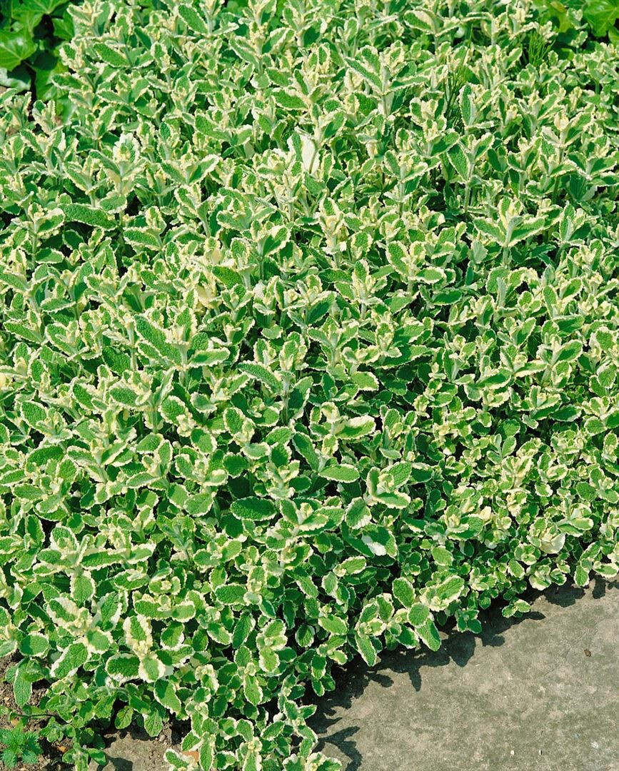 Mentha x rotundifolia 'Variegata', Buntlaubige Minze, ca. 9x9 cm Topf 