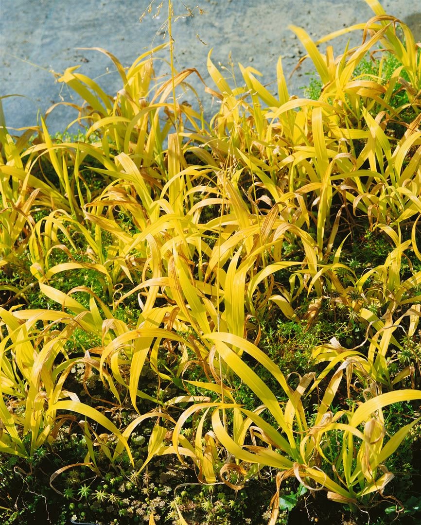 Milium effusum 'Aureum', Gold-Segge, ca. 9x9 cm Topf 