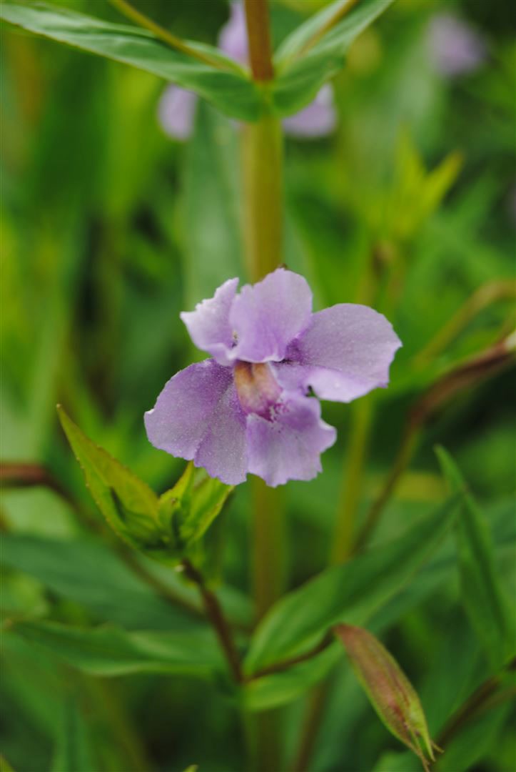Mimulus ringens, Sumpf-Schl&uuml;sselblume, violett, ca. 9x9 cm Topf 