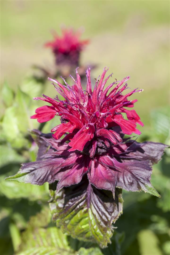 Monarda didyma, Indianernessel, rot, ca. 9x9 cm Topf 