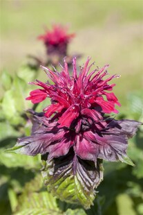 Monarda didyma, Indianernessel, rot, ca. 9x9 cm Topf 