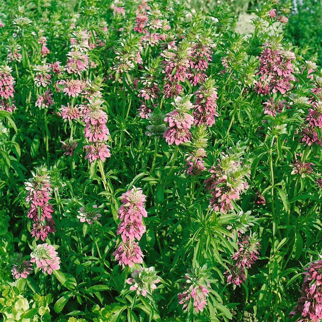 Monarda fistulosa 'Feuerschopf', Indianernessel, rot, ca. 9x9 cm Topf 