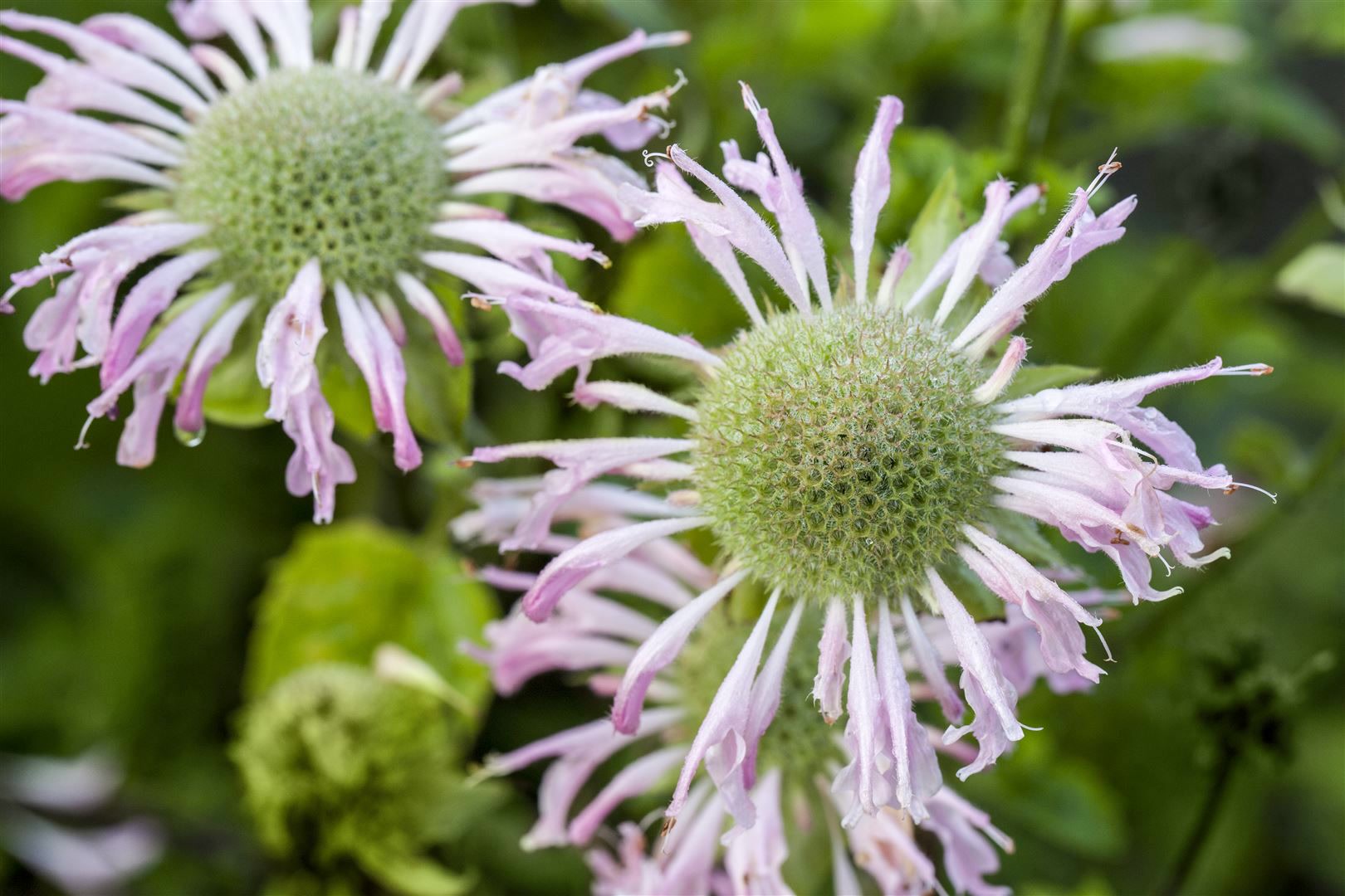 Monarda fistulosa 'Fishes', Indianernessel, lavendelrosa, ca. 9x9 cm Topf 