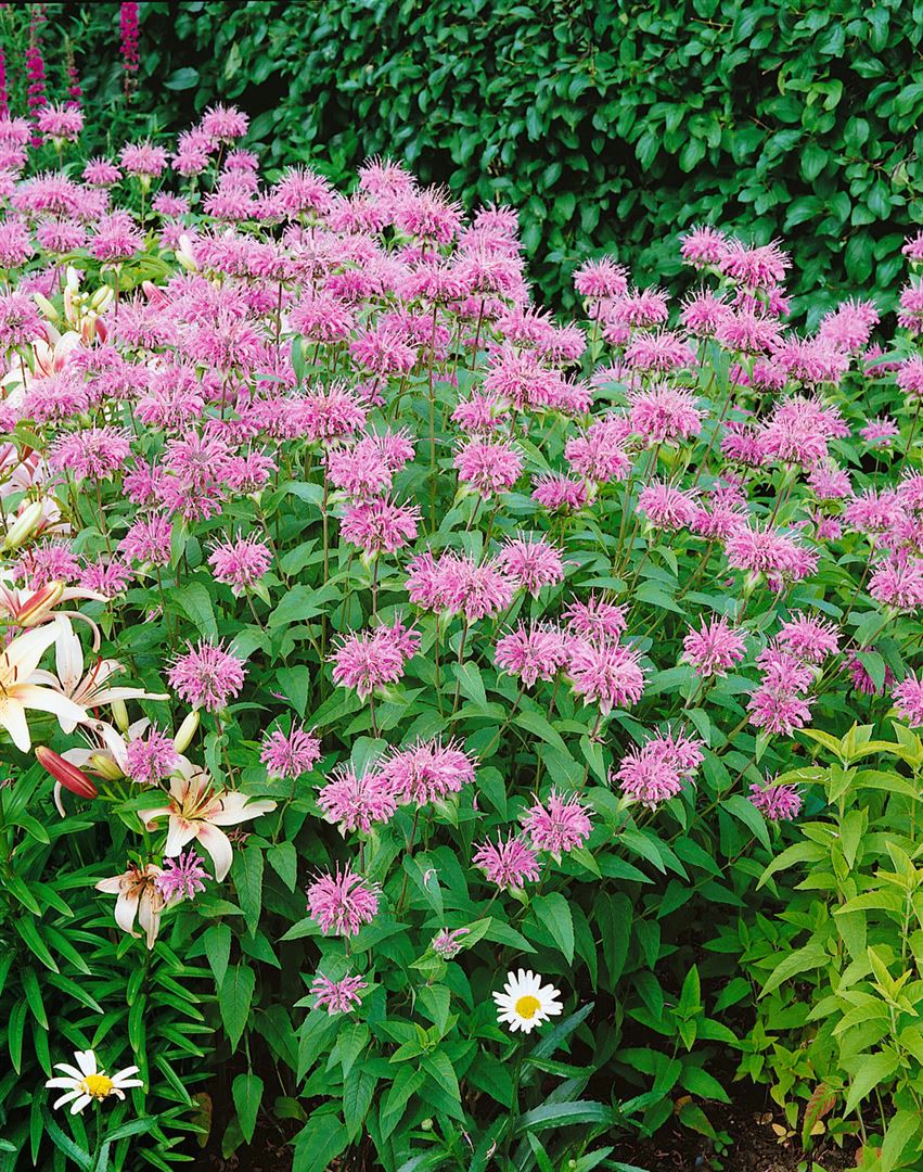 Monarda fistulosa var. menthifolia, Indianernessel, ca. 9x9 cm Topf 