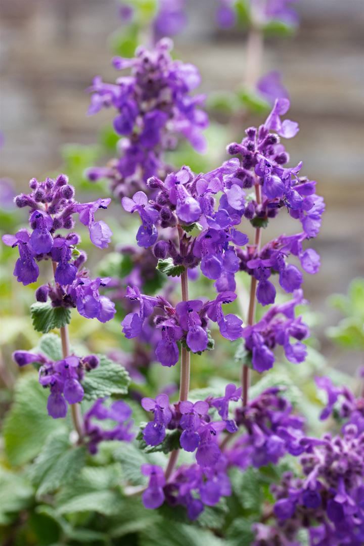 Nepeta racemosa 'Superba', Katzenminze, blauviolett, ca. 9x9 cm Topf 
