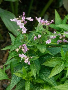 Nepeta subsessilis, Katzenminze, blauviolett, ca. 9x9 cm Topf 