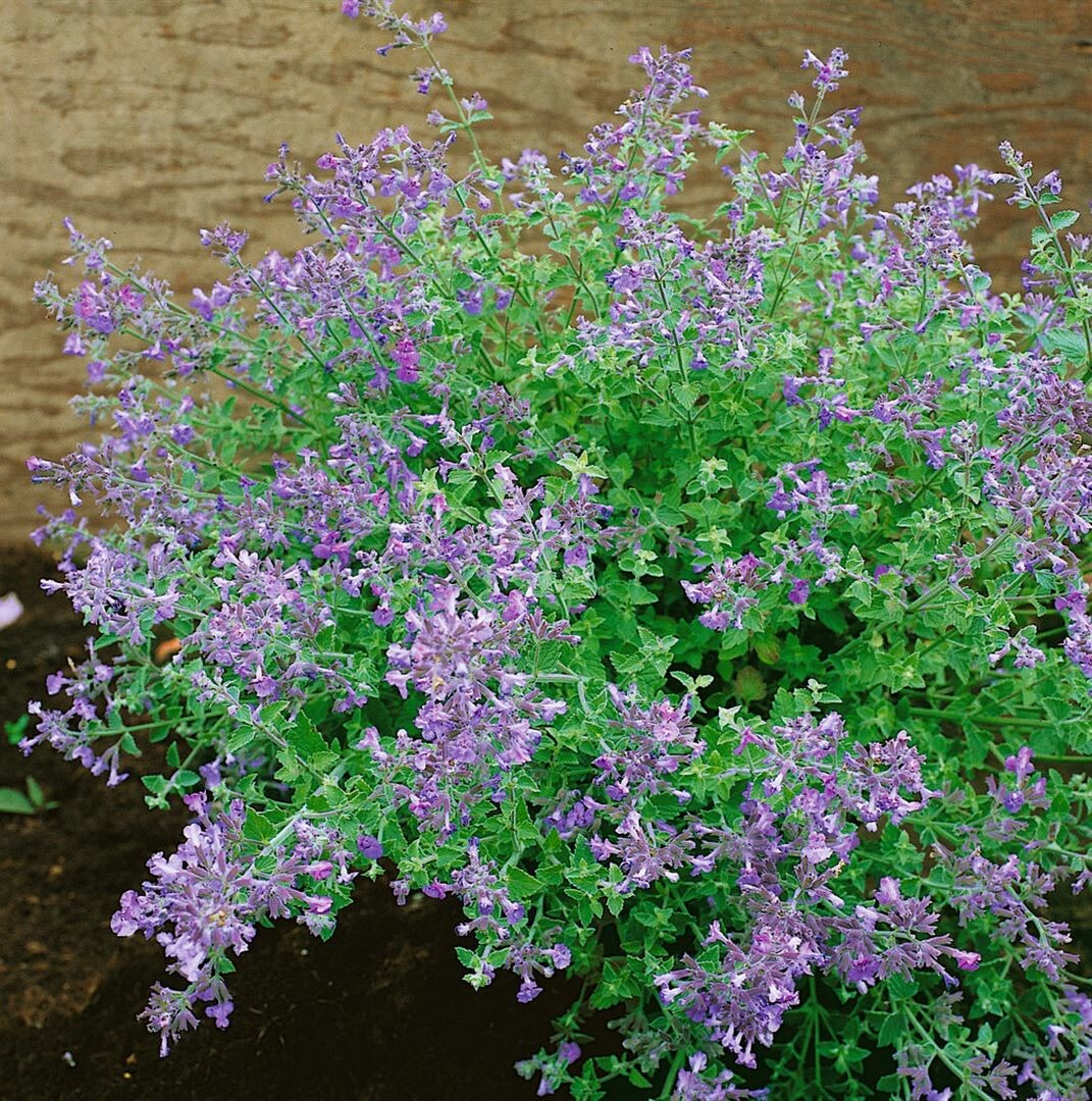 Nepeta x faassenii 'Kit Cat', Katzenminze, blauviolett, ca. 9x9 cm Topf 