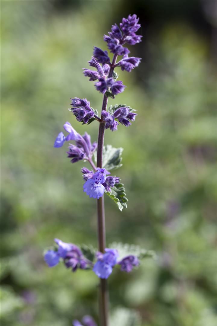 Nepeta x faassenii 'Walker's Low', Katzenminze, blau, ca. 9x9 cm Topf 
