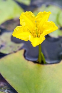Nymphoides peltata, Seekanne, gelb, ca. 9x9 cm Topf 