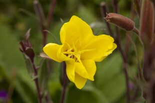 Oenothera odorata 'Sulphurea', Nachtkerze, gelb, ca. 9x9 cm Topf 