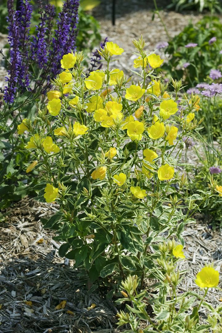 Oenothera tetragona, Nachtkerze, gelb, ca. 9x9 cm Topf 