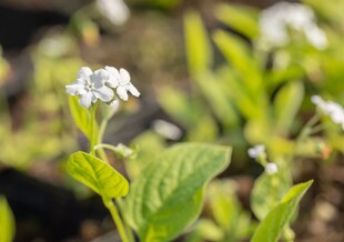 Omphalodes verna 'Alba', Gedenkemein, weiß, ca. 9x9 cm Topf 