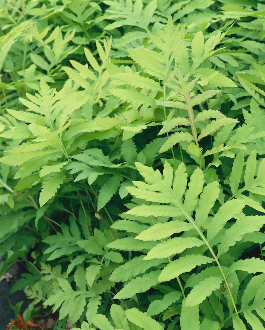 Onoclea sensibilis, F&auml;cherfarn, ca. 9x9 cm Topf 