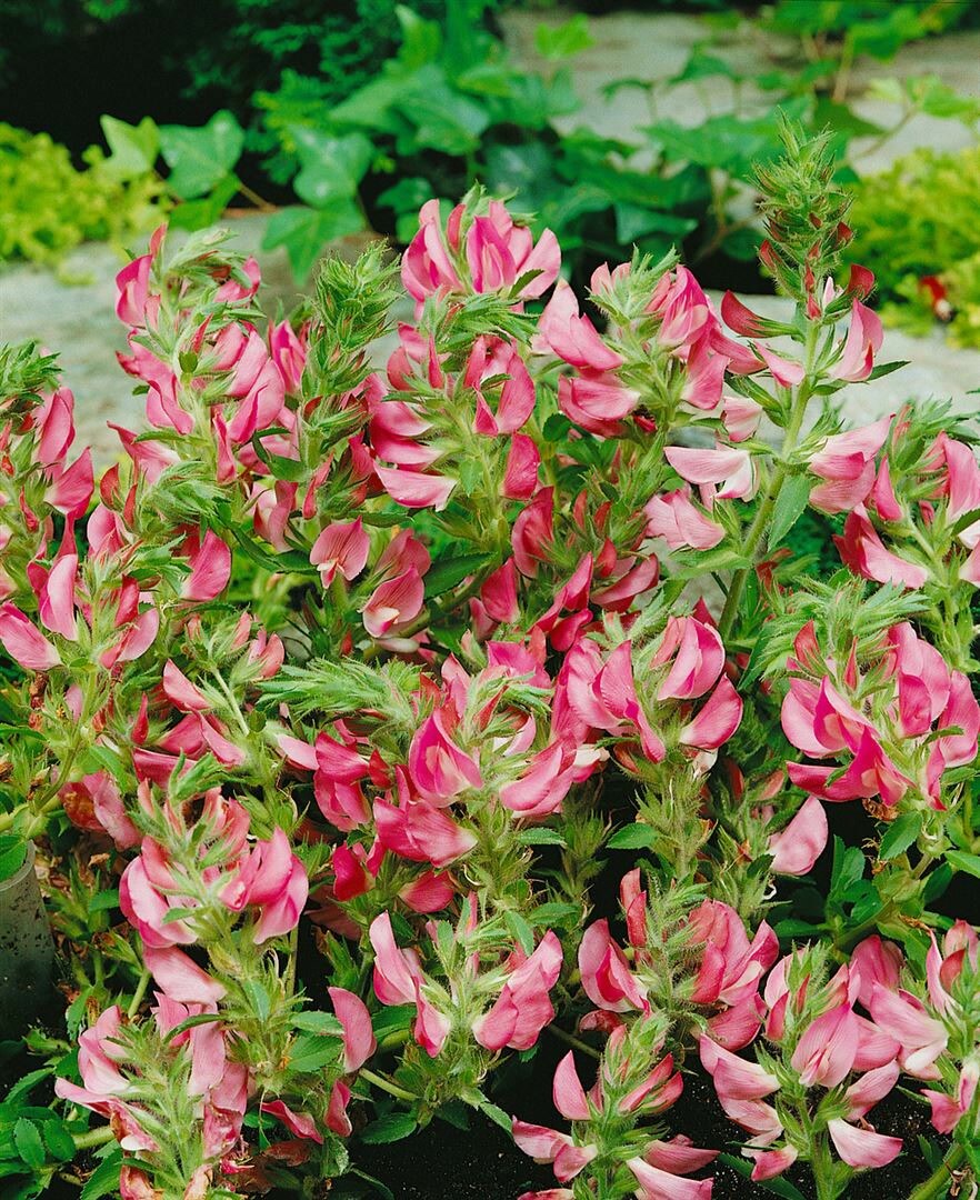 Ononis spinosa, Hauhechel, dornig, ca. 9x9 cm Topf 