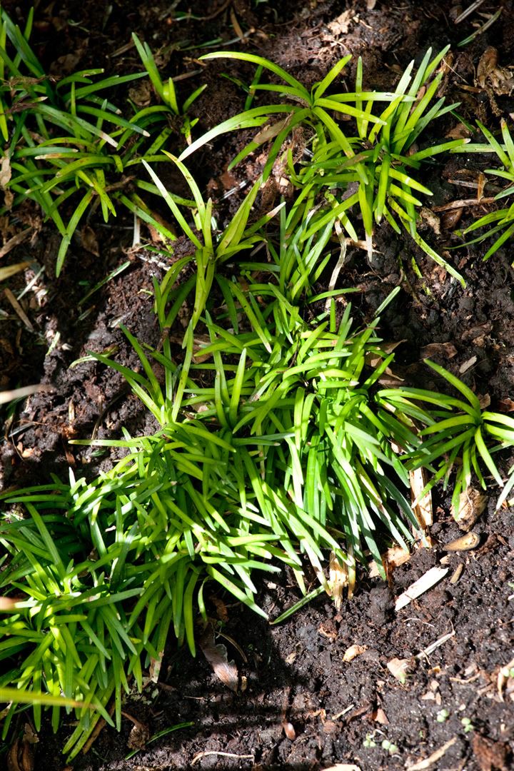 Ophiopogon japonicus 'Minor', Schlangenbart, ca. 9x9 cm Topf 