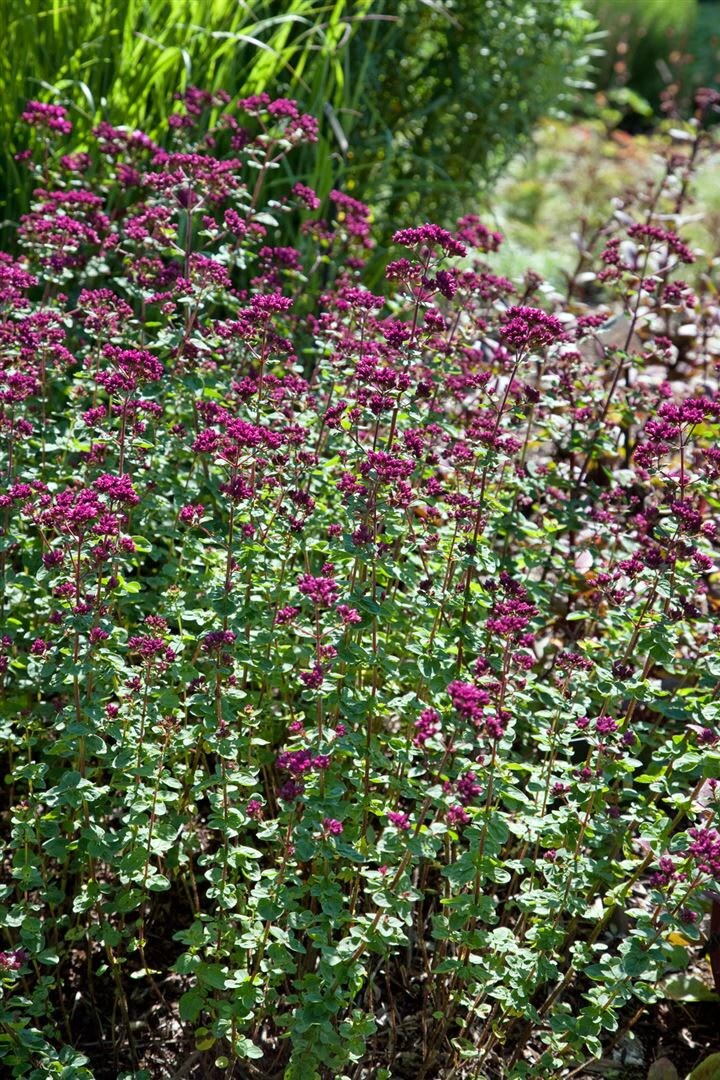 Origanum laevigatum 'Rosenkuppel', Oregano, rosa Bl&uuml;ten, ca. 9x9 cm Topf 