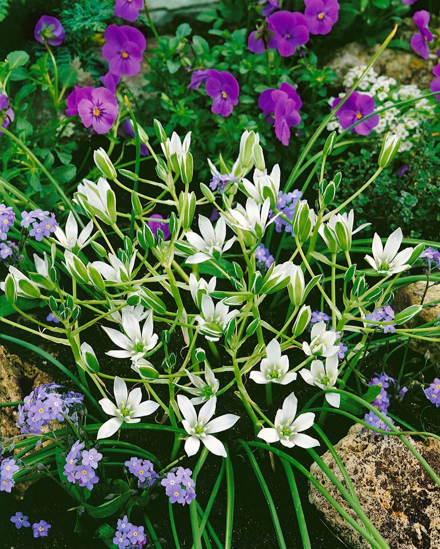 Ornithogalum umbellatum, Dolden-Milchstern, wei&szlig;, ca. 9x9 cm Topf 