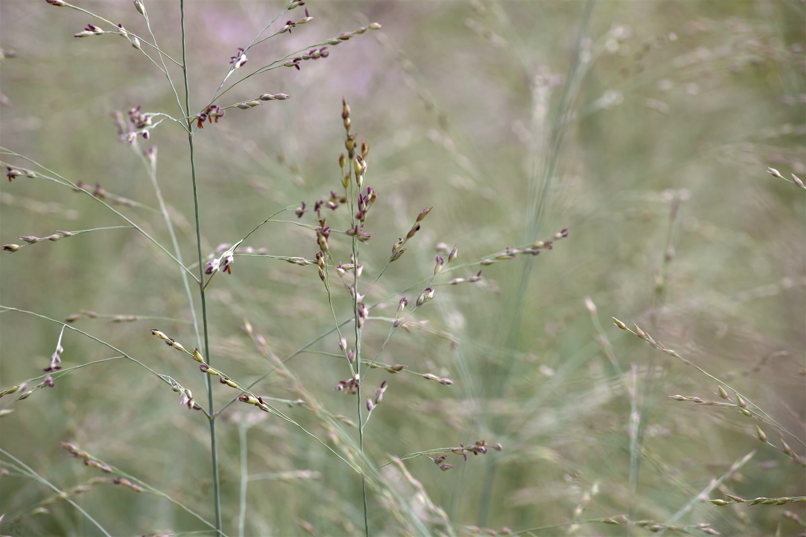 Panicum virgatum 'Prairie Sky', Rutenhirse, ca. 9x9 cm Topf 