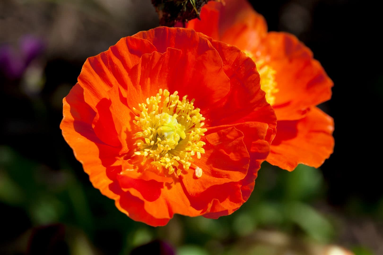 Papaver nudicaule 'Gartenzwerg', Islandmohn, bunt, ca. 9x9 cm Topf 
