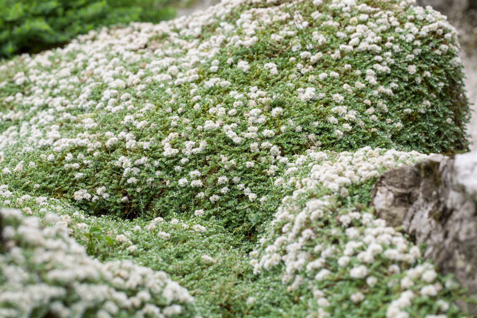 Paronychia kapela ssp. serpyllifolia, Silberkraut, ca. 9x9 cm Topf 