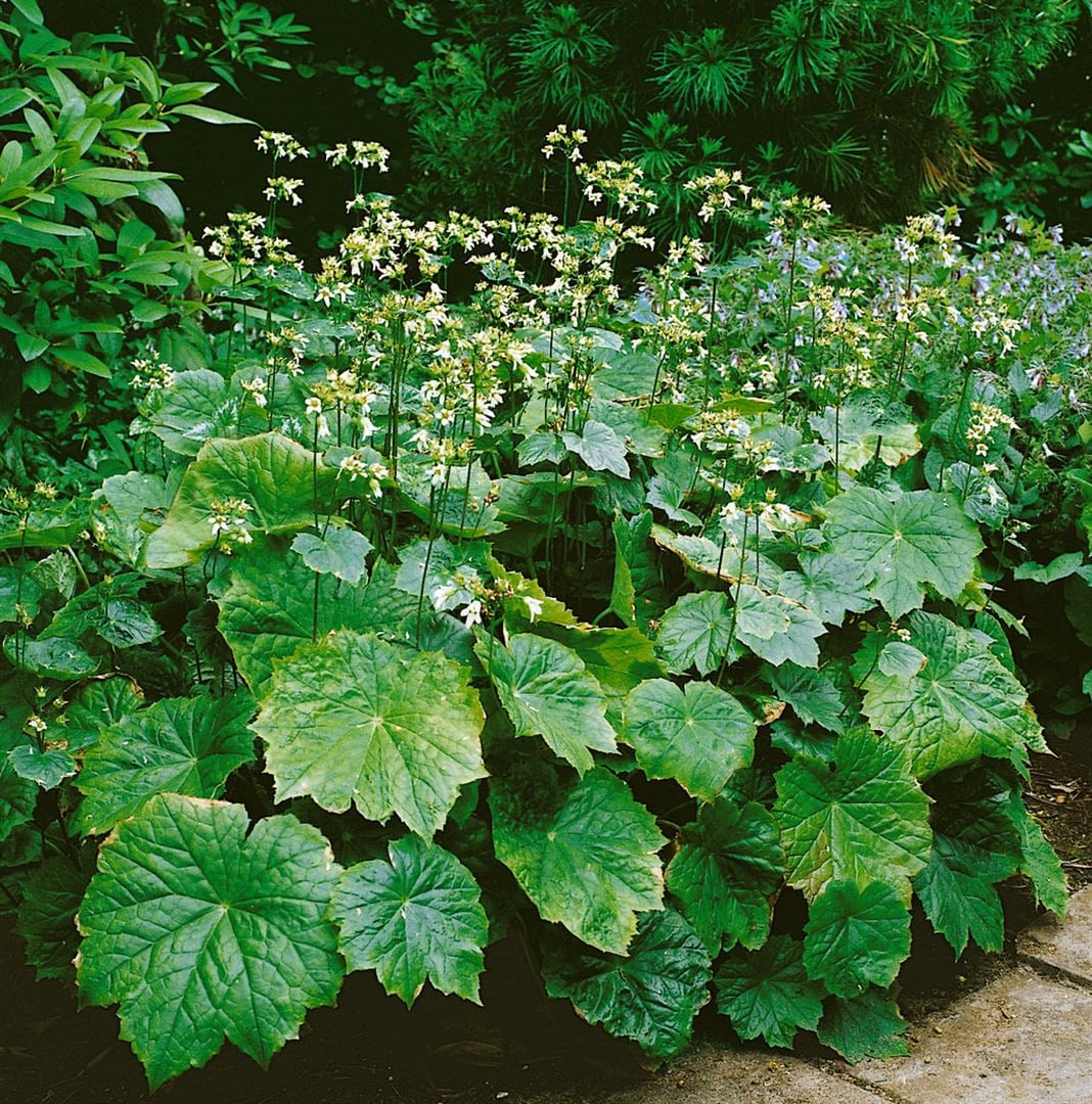 Peltoboykinia tellimoides, gr&uuml;nlaubig, ca. 9x9 cm Topf 