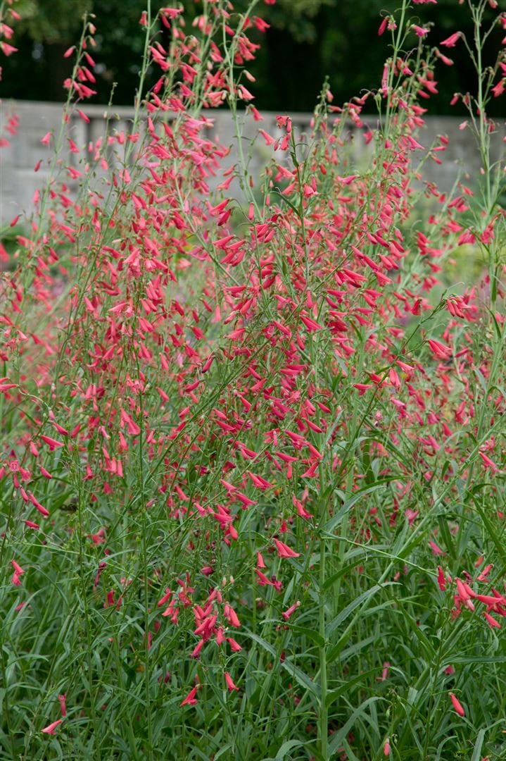 Penstemon barbatus 'Coccineus', Bartfaden, leuchtend rot, ca. 9x9 cm Topf 