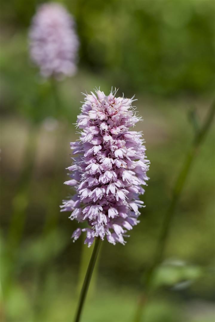 Persicaria amphibia, Wasserkn&ouml;terich, ca. 9x9 cm Topf 