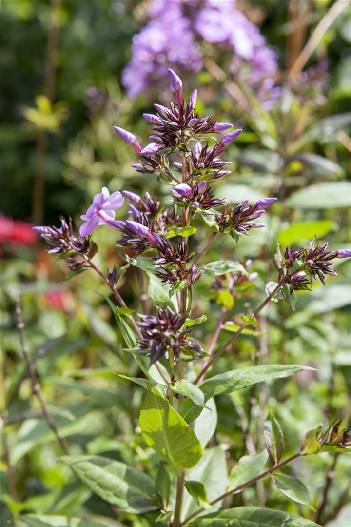Phlox divaricata 'Clouds of Perfume', Duftphlox, lavendelblau, ca. 9x9 cm Topf 