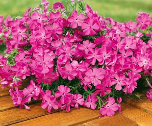 Phlox subulata 'MacDaniel's Cushion', Polsterphlox, rosa, ca. 9x9 cm Topf 