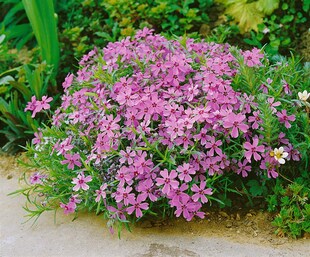Phlox subulata 'Moerheimii', Teppichphlox, rosa, ca. 9x9 cm Topf 