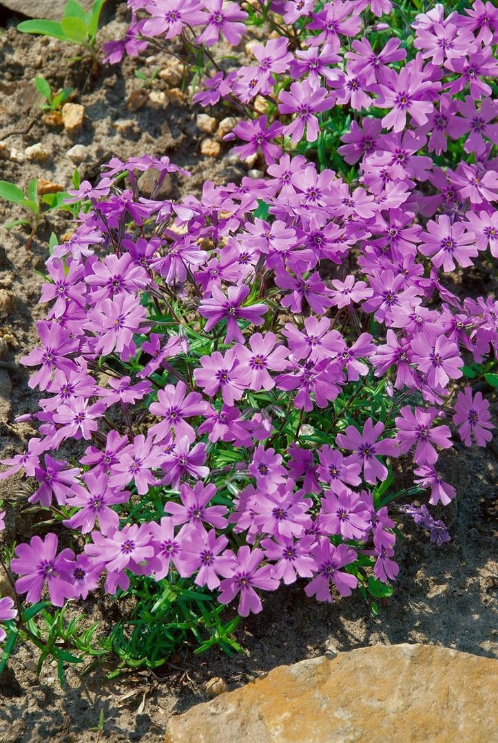 Phlox subulata 'Purple Beauty', Teppichphlox, lila, ca. 9x9 cm Topf 