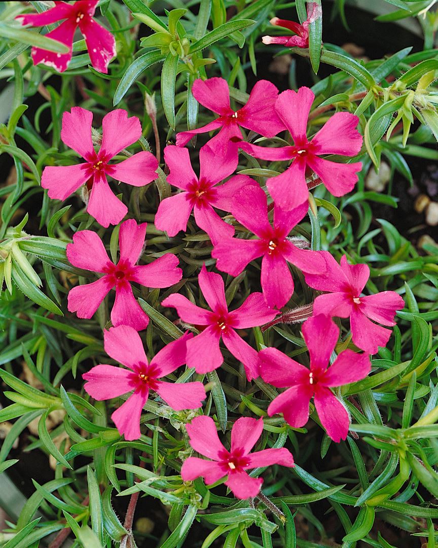 Phlox subulata 'Scarlet Flame', Teppichphlox, leuchtend rot, ca. 9x9 cm Topf 