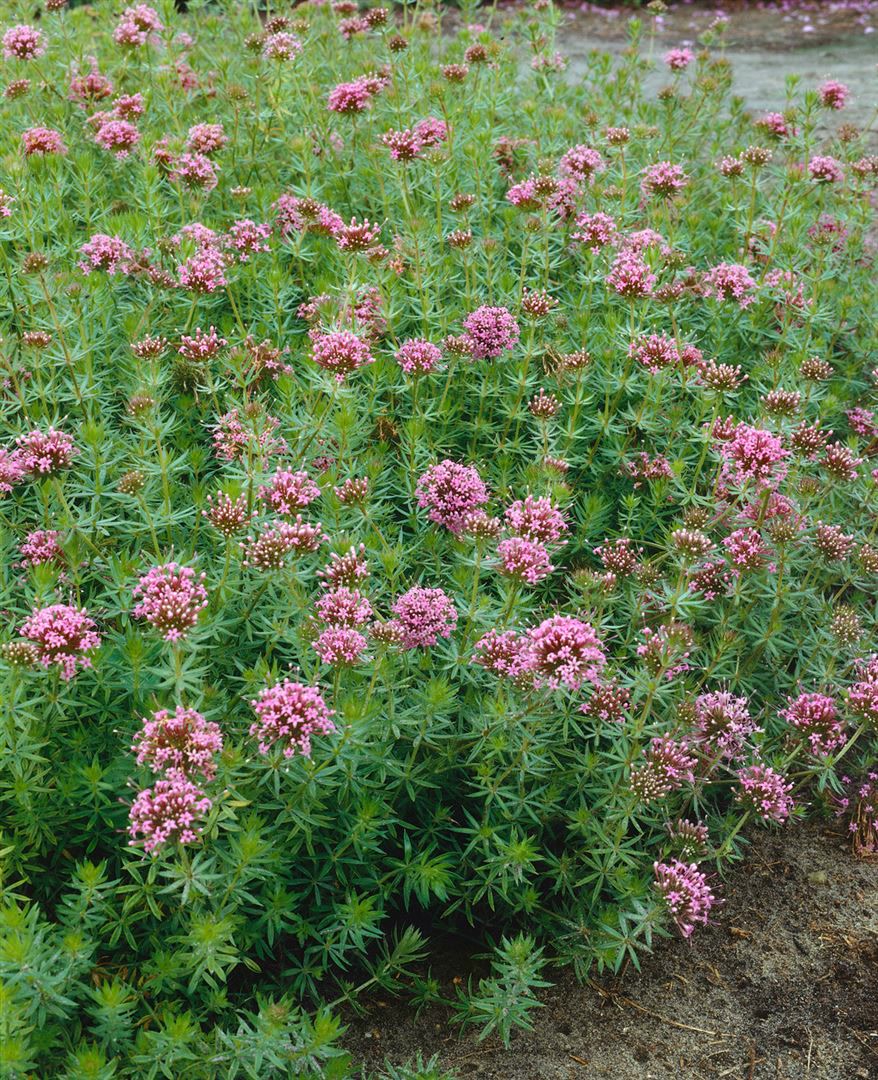 Phuopsis stylosa, Kreuzblume, rosa Bl&uuml;ten, ca. 9x9 cm Topf 