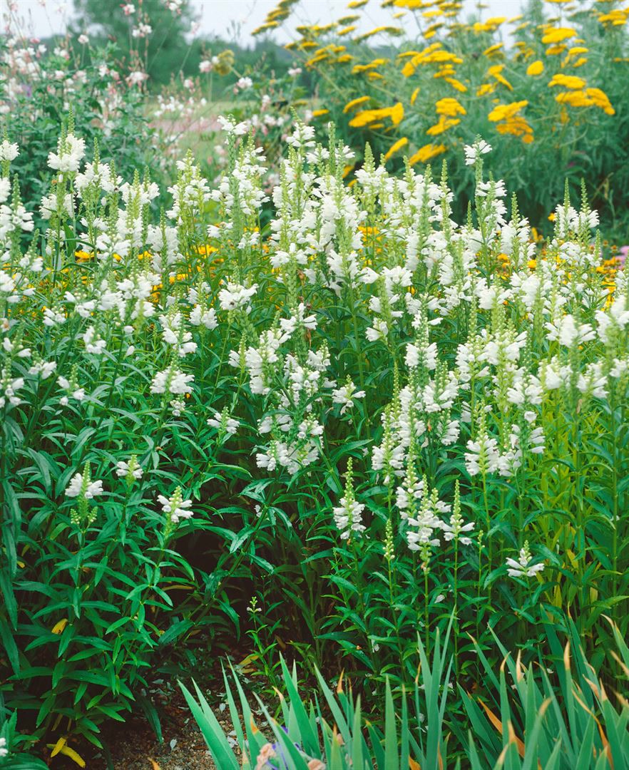 Physostegia virginiana 'Alba', Gei&szlig;blatt, wei&szlig;, ca. 9x9 cm Topf 